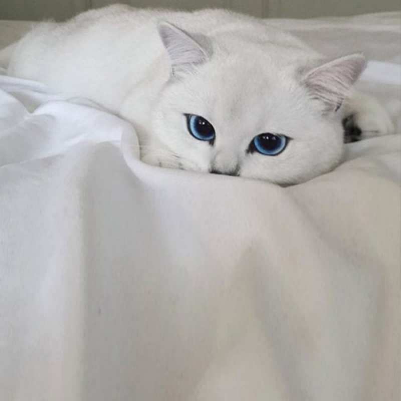 Открытка Белый кот на белой кровати   Голубоглазая кошка  Не сумуй 