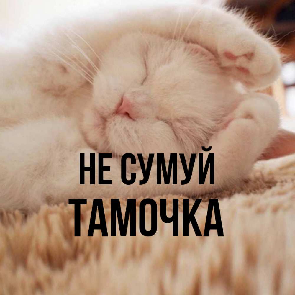 Открытка на каждый день з підписом, Тамочка Не сумуй Котенок спит Прикольна листівка з побажанням онлайн скачати безкоштовно 