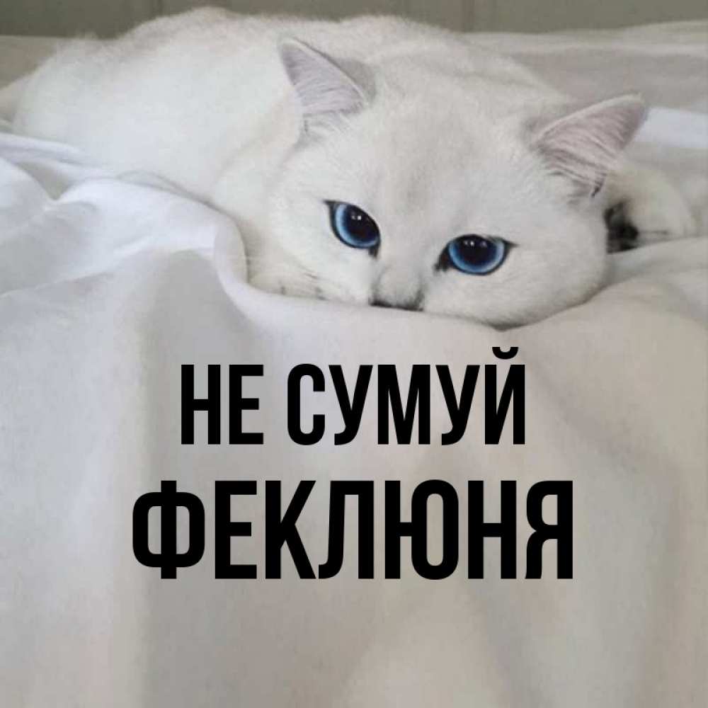 Открытка на каждый день з підписом, Феклюня Не сумуй Голубоглазая кошка Прикольна листівка з побажанням онлайн скачати безкоштовно 