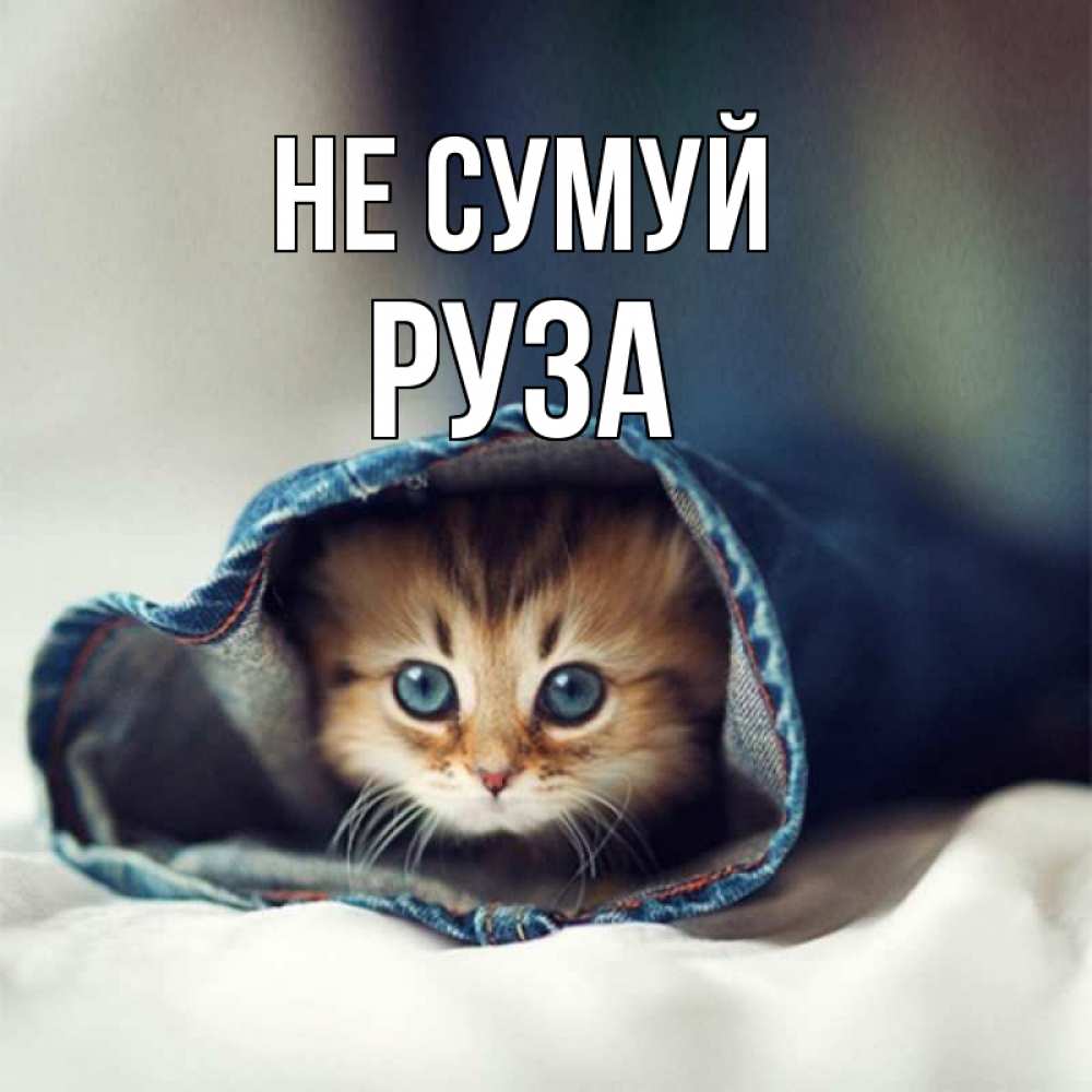 Открытка на каждый день з підписом, Руза Не сумуй рыжик котик Прикольна листівка з побажанням онлайн скачати безкоштовно 