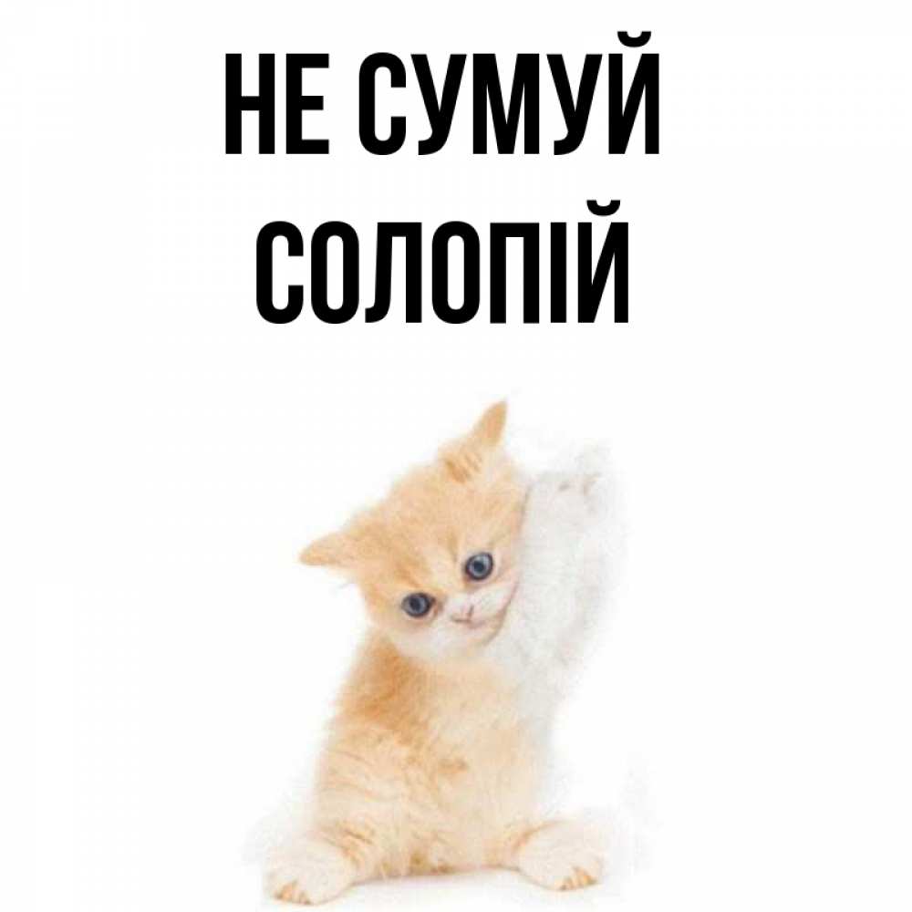 Открытка на каждый день з підписом, Солопій Не сумуй просящий кот Прикольна листівка з побажанням онлайн скачати безкоштовно 