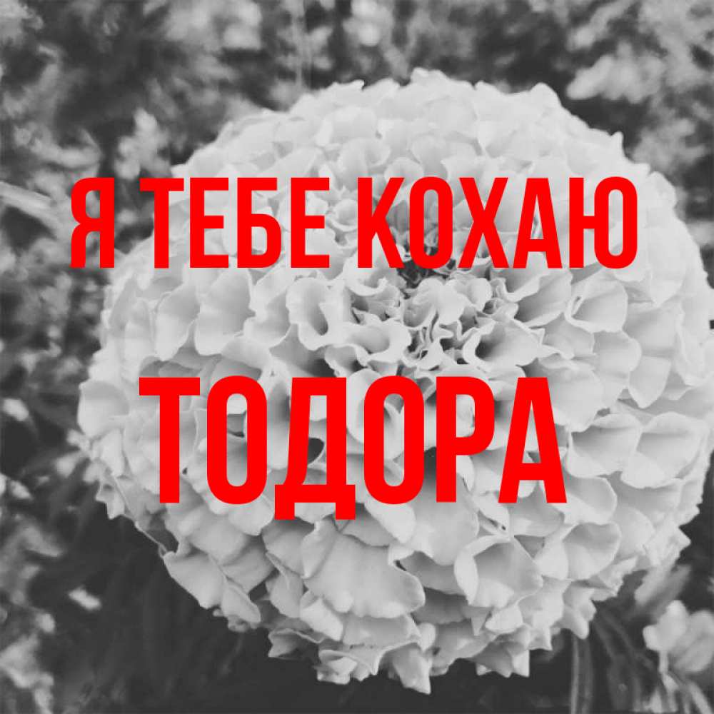 Открытка на каждый день з підписом, Тодора Я тебе кохаю подпись Прикольна листівка з побажанням онлайн скачати безкоштовно 