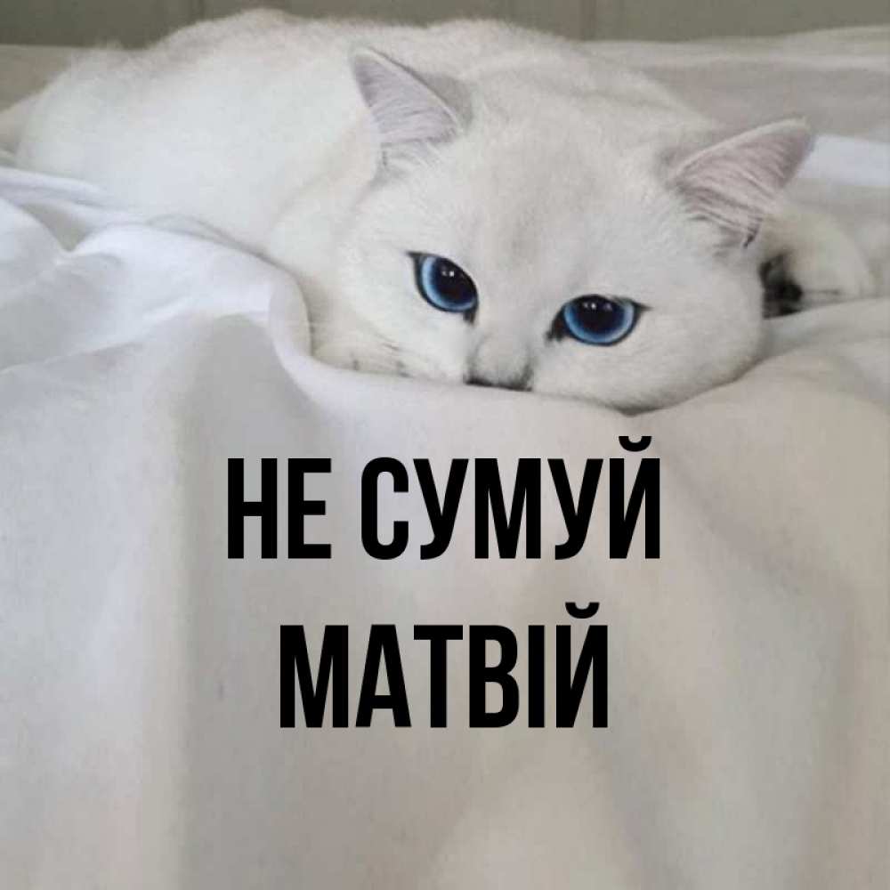 Открытка на каждый день з підписом, Матвій Не сумуй Голубоглазая кошка Прикольна листівка з побажанням онлайн скачати безкоштовно 