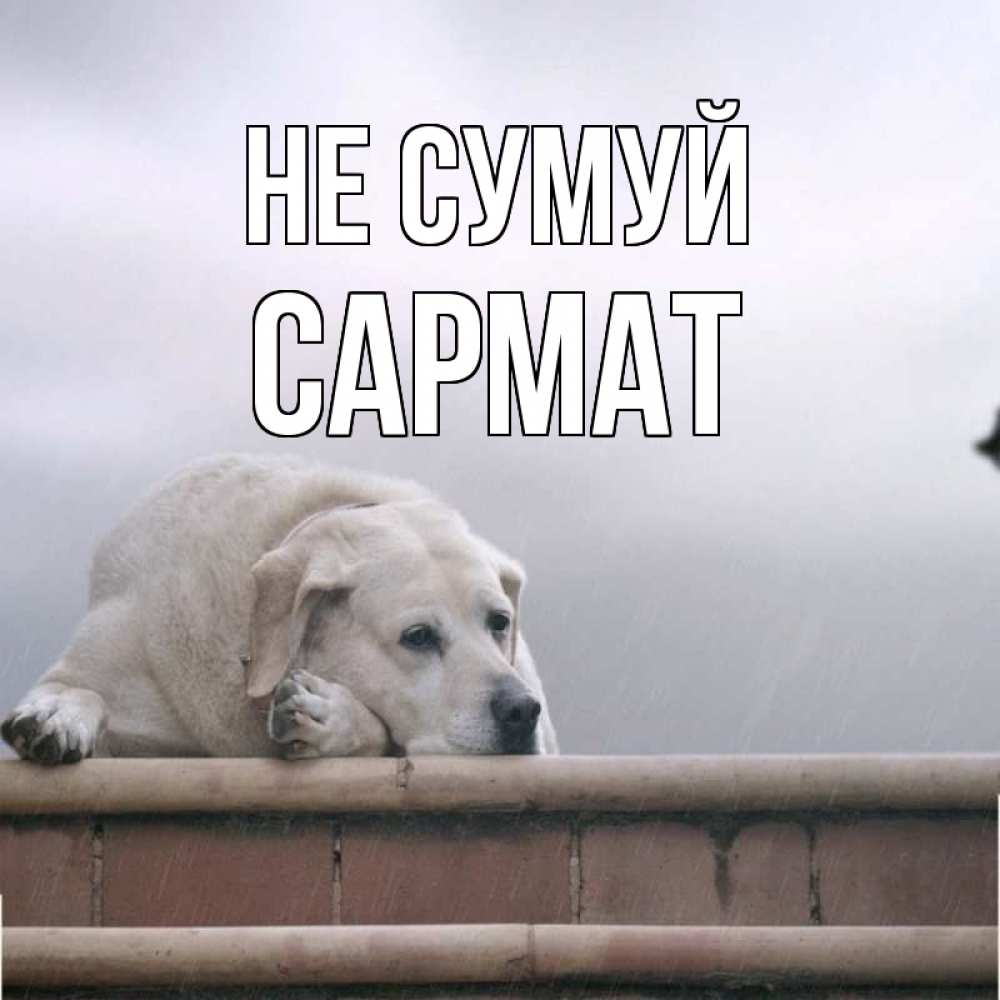 Открытка на каждый день з підписом, Сармат Не сумуй белый пес 1 Прикольна листівка з побажанням онлайн скачати безкоштовно 