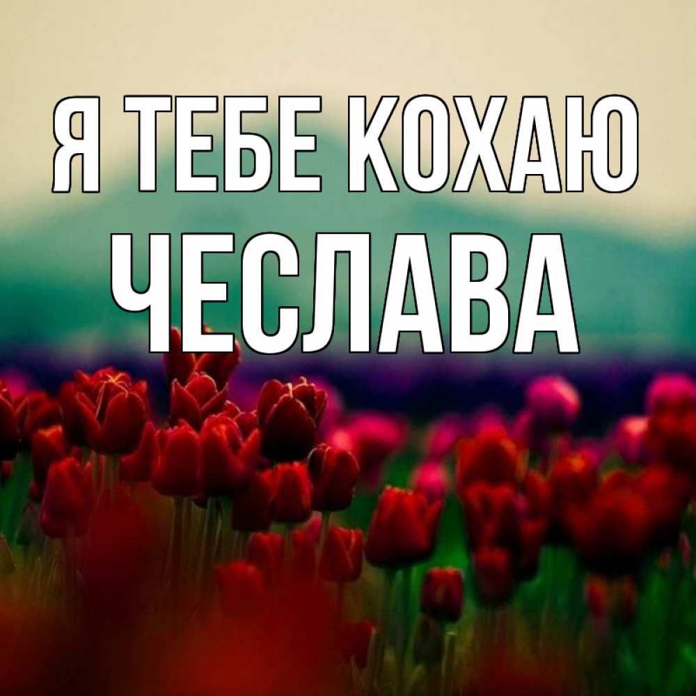 Открытка на каждый день з підписом, Чеслава Я тебе кохаю тюльпаны 4 Прикольна листівка з побажанням онлайн скачати безкоштовно 