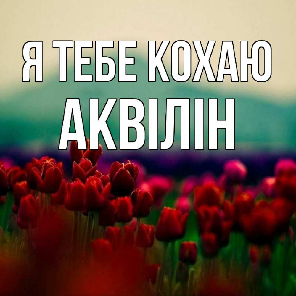 Открытка на каждый день з підписом, Аквілін Я тебе кохаю тюльпаны 4 Прикольна листівка з побажанням онлайн скачати безкоштовно 