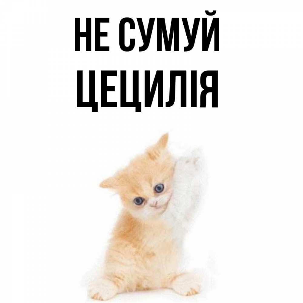 Открытка на каждый день з підписом, Цецилія Не сумуй просящий кот Прикольна листівка з побажанням онлайн скачати безкоштовно 