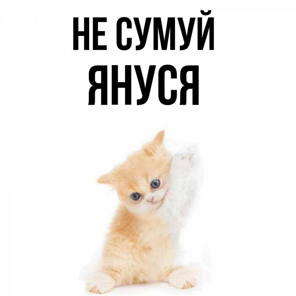 Открытка на каждый день з підписом, Януся Не сумуй просящий кот Прикольна листівка з побажанням онлайн скачати безкоштовно 