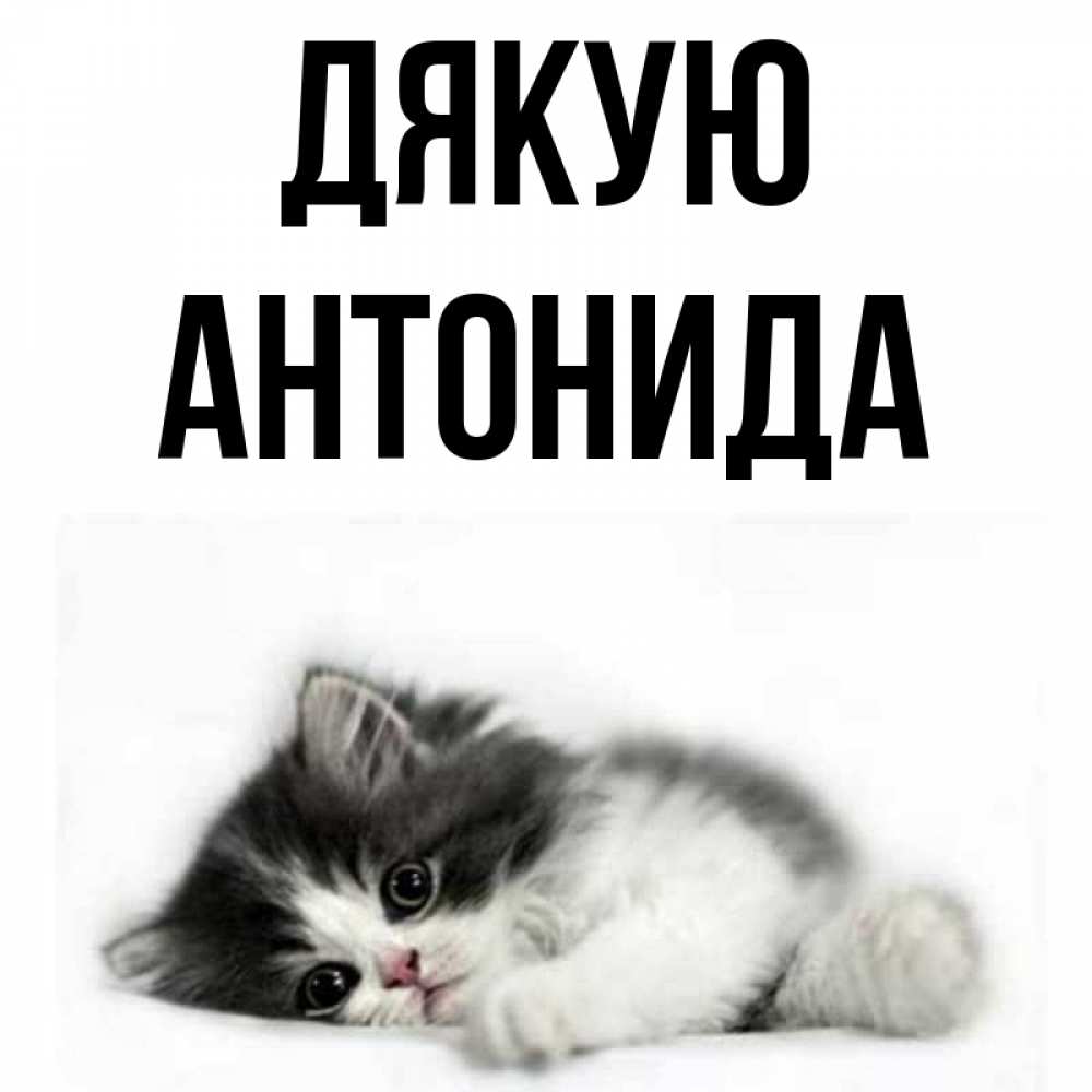 Открытка на каждый день з підписом, Антонида Дякую черный и белый кот Прикольна листівка з побажанням онлайн скачати безкоштовно 