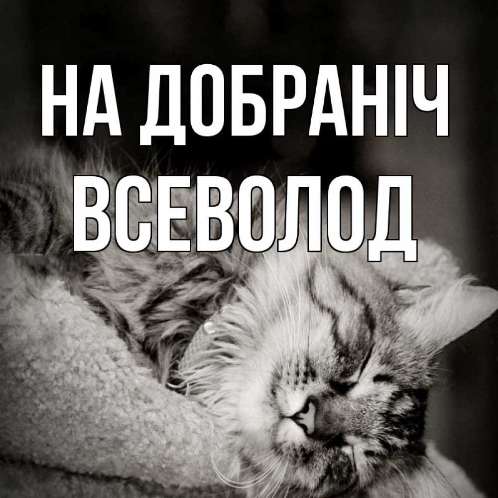 Открытка на каждый день з підписом, Всеволод На добраніч котярик пушистый Прикольна листівка з побажанням онлайн скачати безкоштовно 