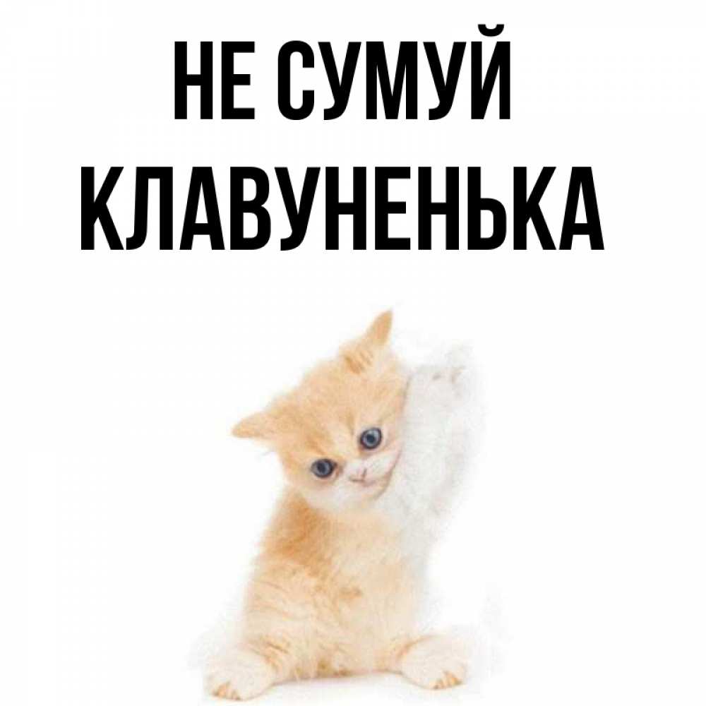 Открытка на каждый день з підписом, Клавуненька Не сумуй просящий кот Прикольна листівка з побажанням онлайн скачати безкоштовно 