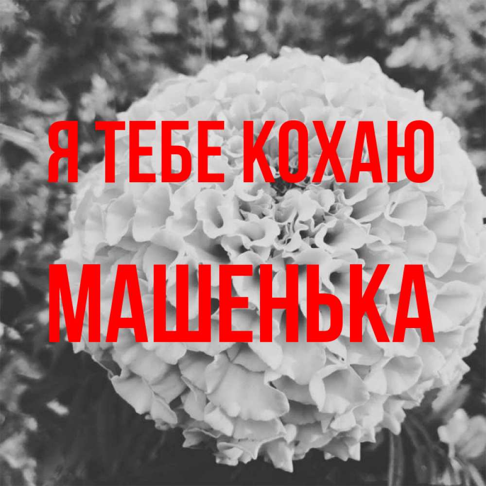 Открытка на каждый день з підписом, Машенька Я тебе кохаю подпись Прикольна листівка з побажанням онлайн скачати безкоштовно 