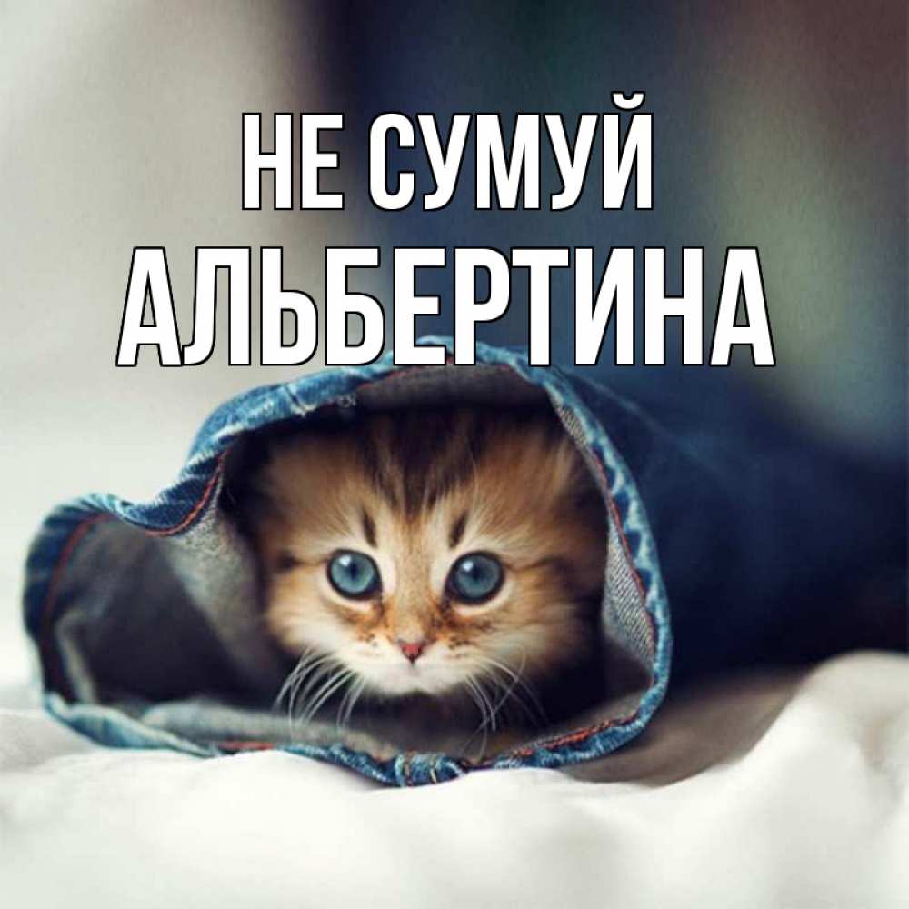 Открытка на каждый день з підписом, Альбертина Не сумуй кот в одежде Прикольна листівка з побажанням онлайн скачати безкоштовно 