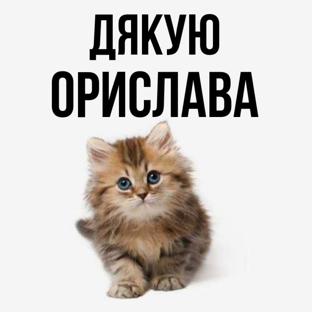 Открытка на каждый день з підписом, Орислава Дякую пушистый котик Прикольна листівка з побажанням онлайн скачати безкоштовно 