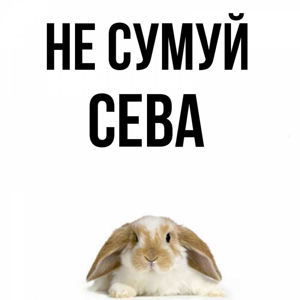 Открытка на каждый день з підписом, Сева Не сумуй коричнево белый заяц с большими ушками Прикольна листівка з побажанням онлайн скачати безкоштовно 