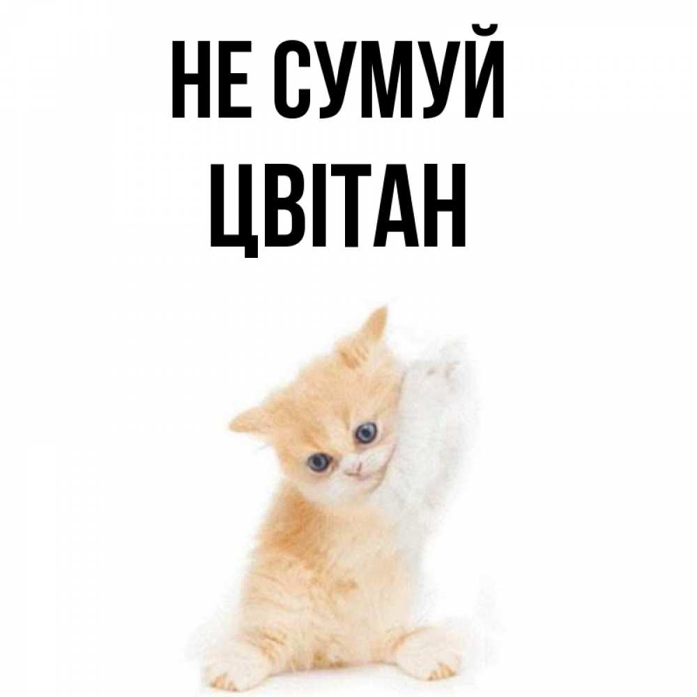Открытка на каждый день з підписом, Цвітан Не сумуй просящий кот Прикольна листівка з побажанням онлайн скачати безкоштовно 