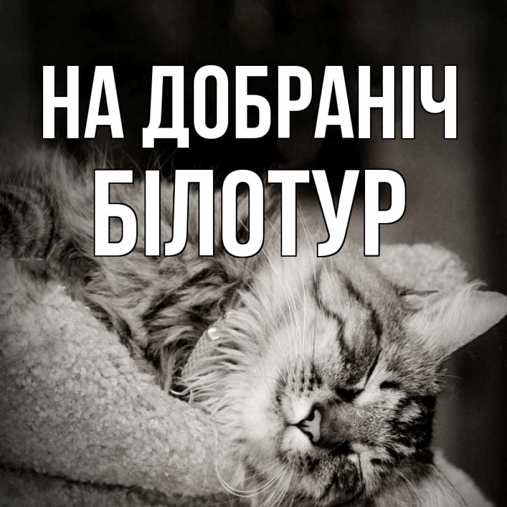 Открытка на каждый день з підписом, Білотур На добраніч котярик пушистый Прикольна листівка з побажанням онлайн скачати безкоштовно 