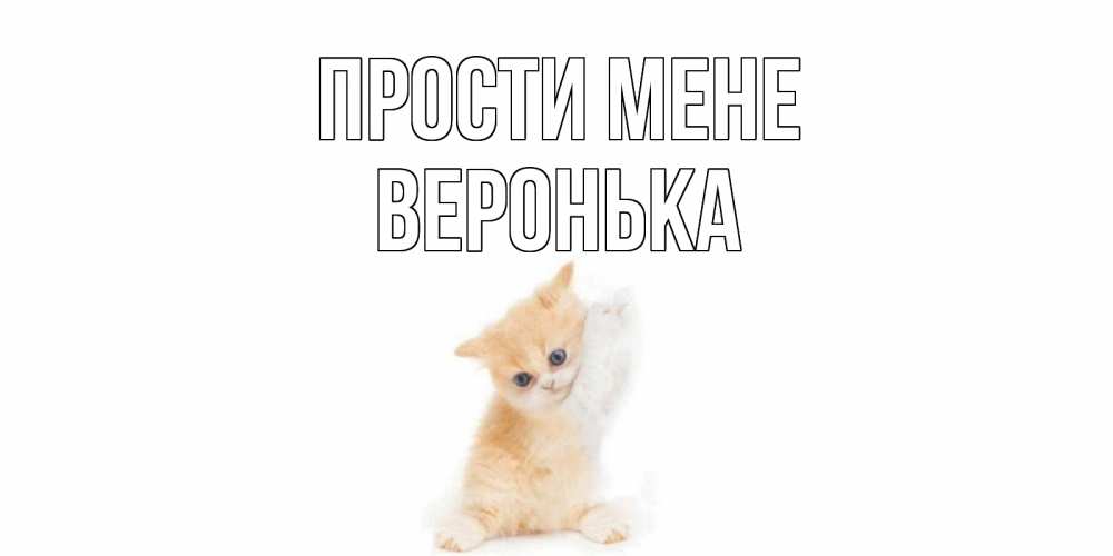 Открытка на каждый день з підписом, Веронька Прости мене кот Прикольна листівка з побажанням онлайн скачати безкоштовно 