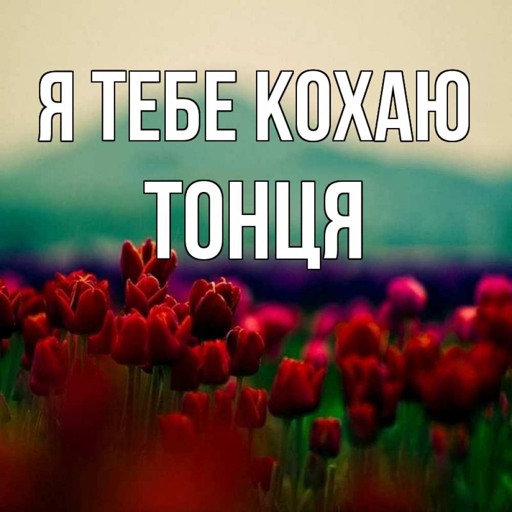 Открытка на каждый день з підписом, Тонця Я тебе кохаю тюльпаны 4 Прикольна листівка з побажанням онлайн скачати безкоштовно 