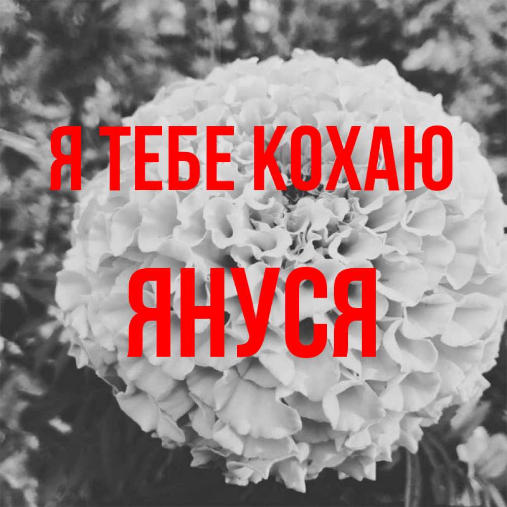 Открытка на каждый день з підписом, Януся Я тебе кохаю подпись Прикольна листівка з побажанням онлайн скачати безкоштовно 