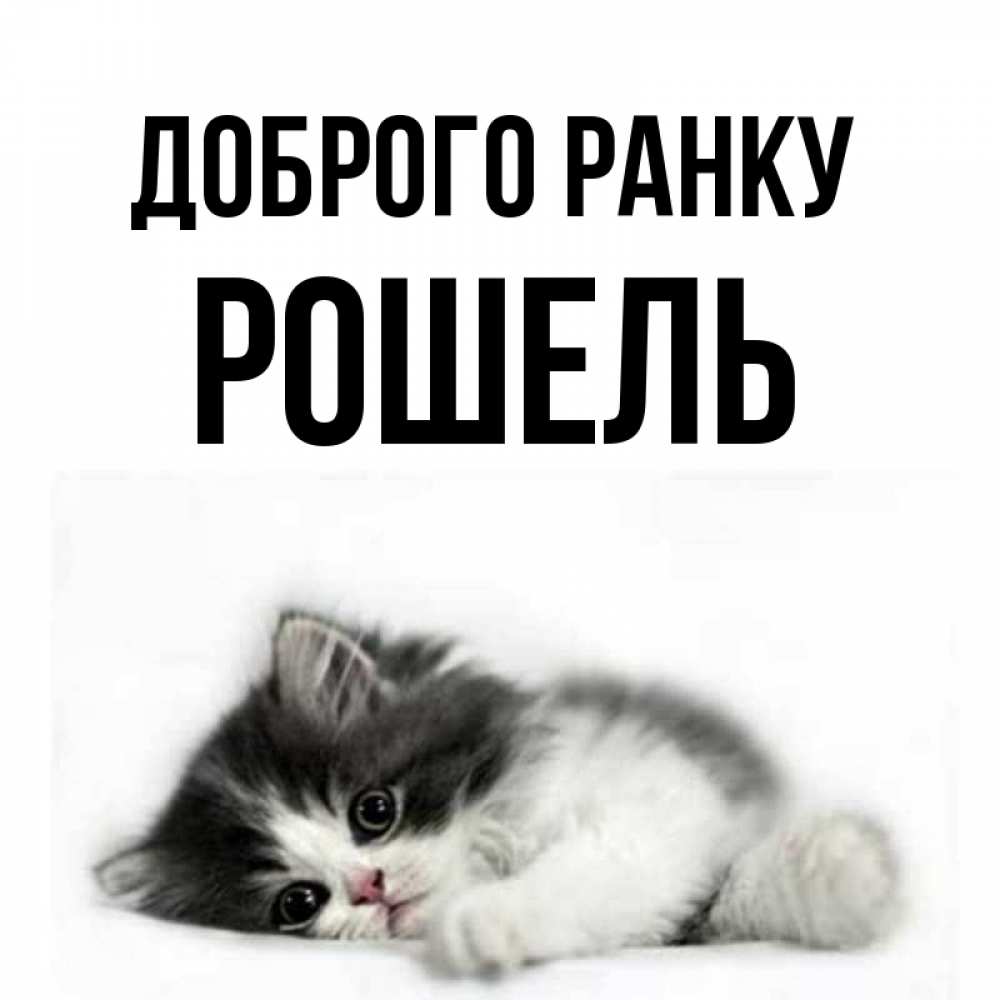 Открытка на каждый день з підписом, Рошель Доброго ранку кот лапки Прикольна листівка з побажанням онлайн скачати безкоштовно 
