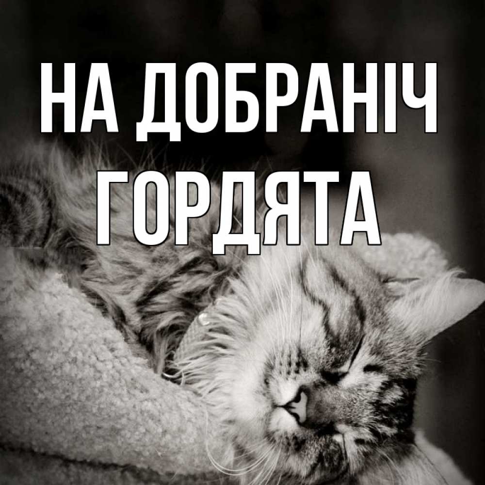 Открытка на каждый день з підписом, Гордята На добраніч котярик пушистый Прикольна листівка з побажанням онлайн скачати безкоштовно 