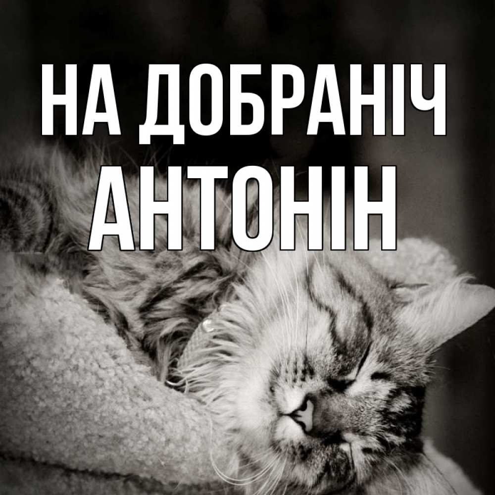 Открытка на каждый день з підписом, Антонін На добраніч котярик пушистый Прикольна листівка з побажанням онлайн скачати безкоштовно 