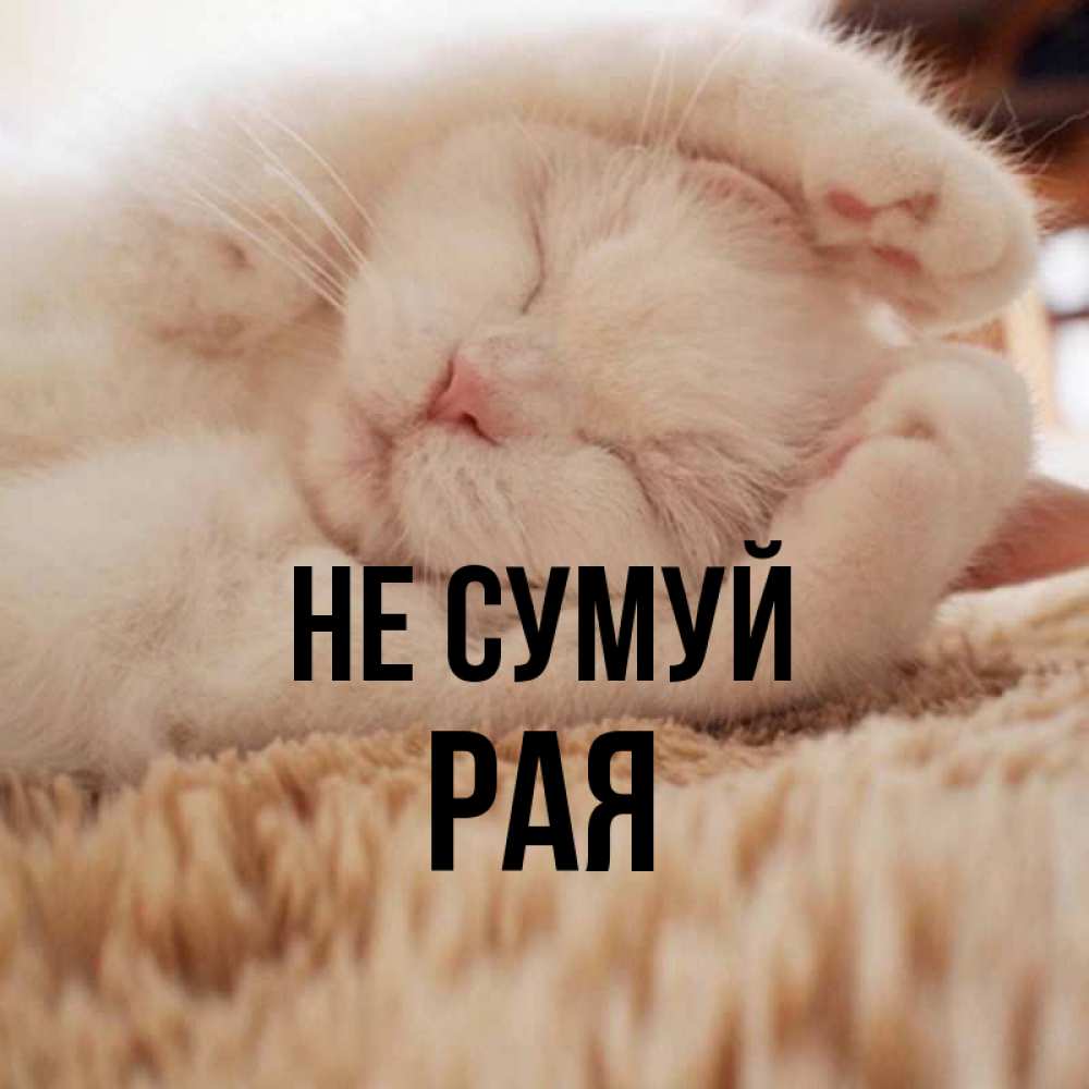 Открытка на каждый день з підписом, Рая Не сумуй Котенок спит Прикольна листівка з побажанням онлайн скачати безкоштовно 