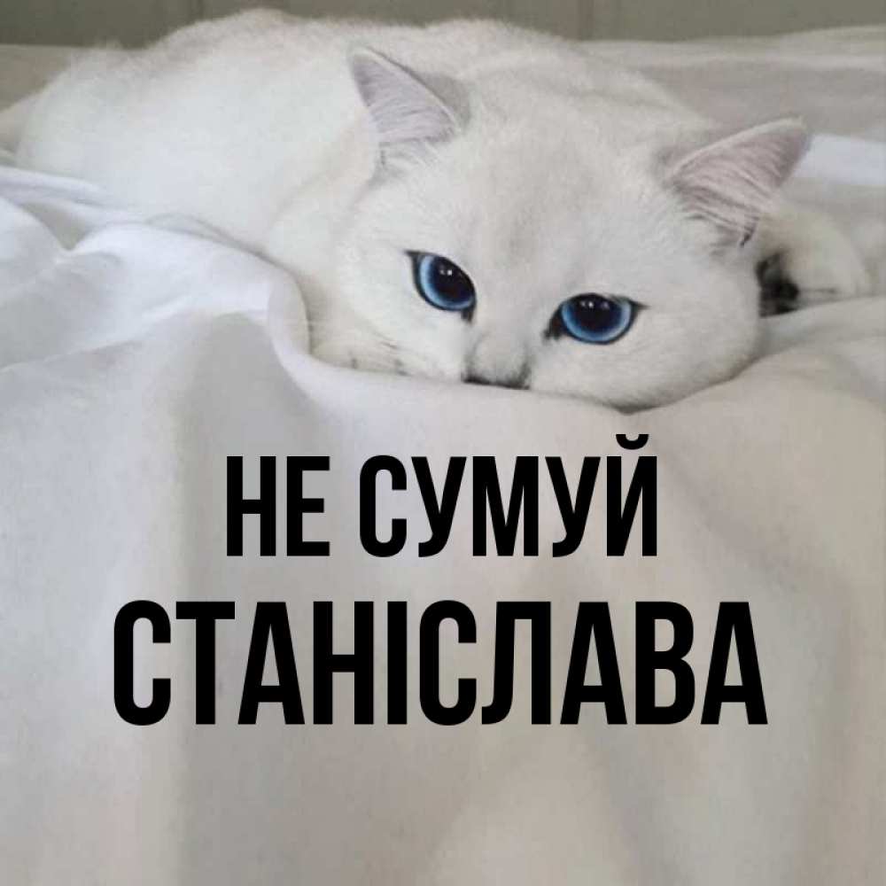 Открытка на каждый день з підписом, Станіслава Не сумуй Голубоглазая кошка Прикольна листівка з побажанням онлайн скачати безкоштовно 