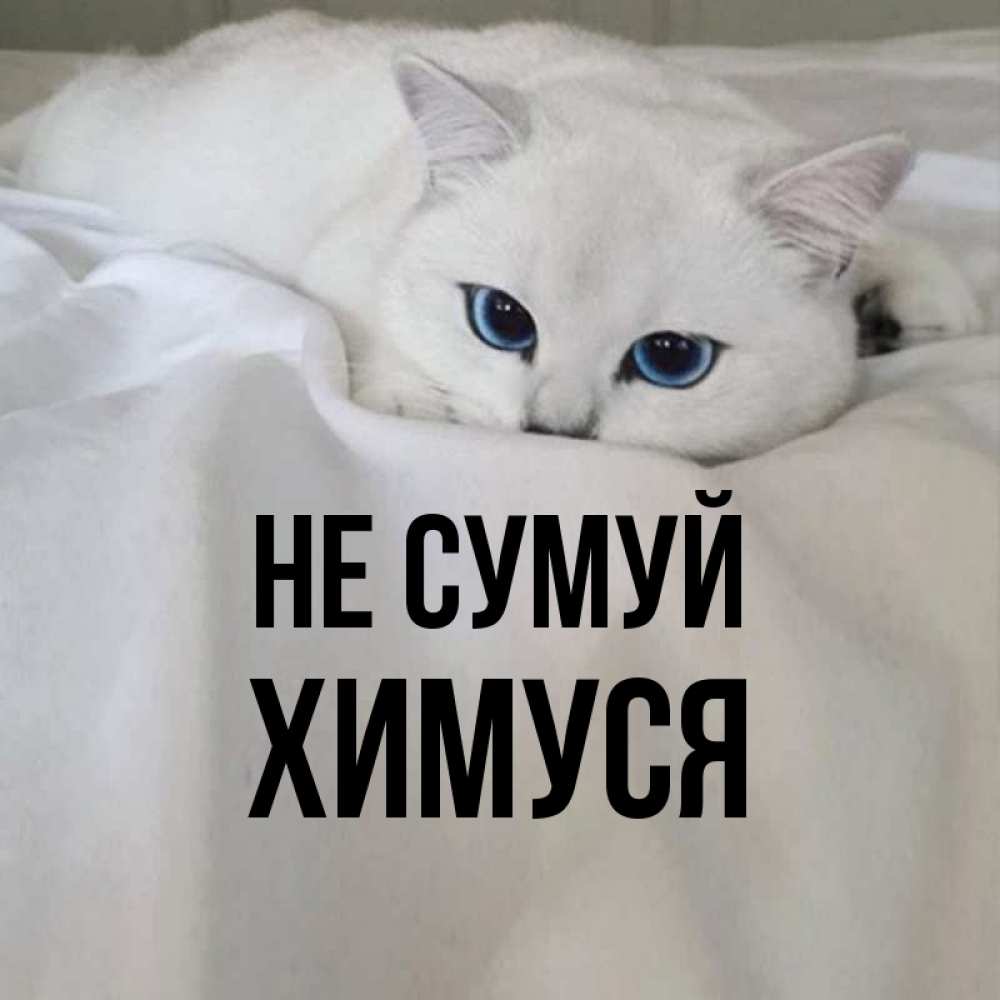 Открытка на каждый день з підписом, Химуся Не сумуй Голубоглазая кошка Прикольна листівка з побажанням онлайн скачати безкоштовно 