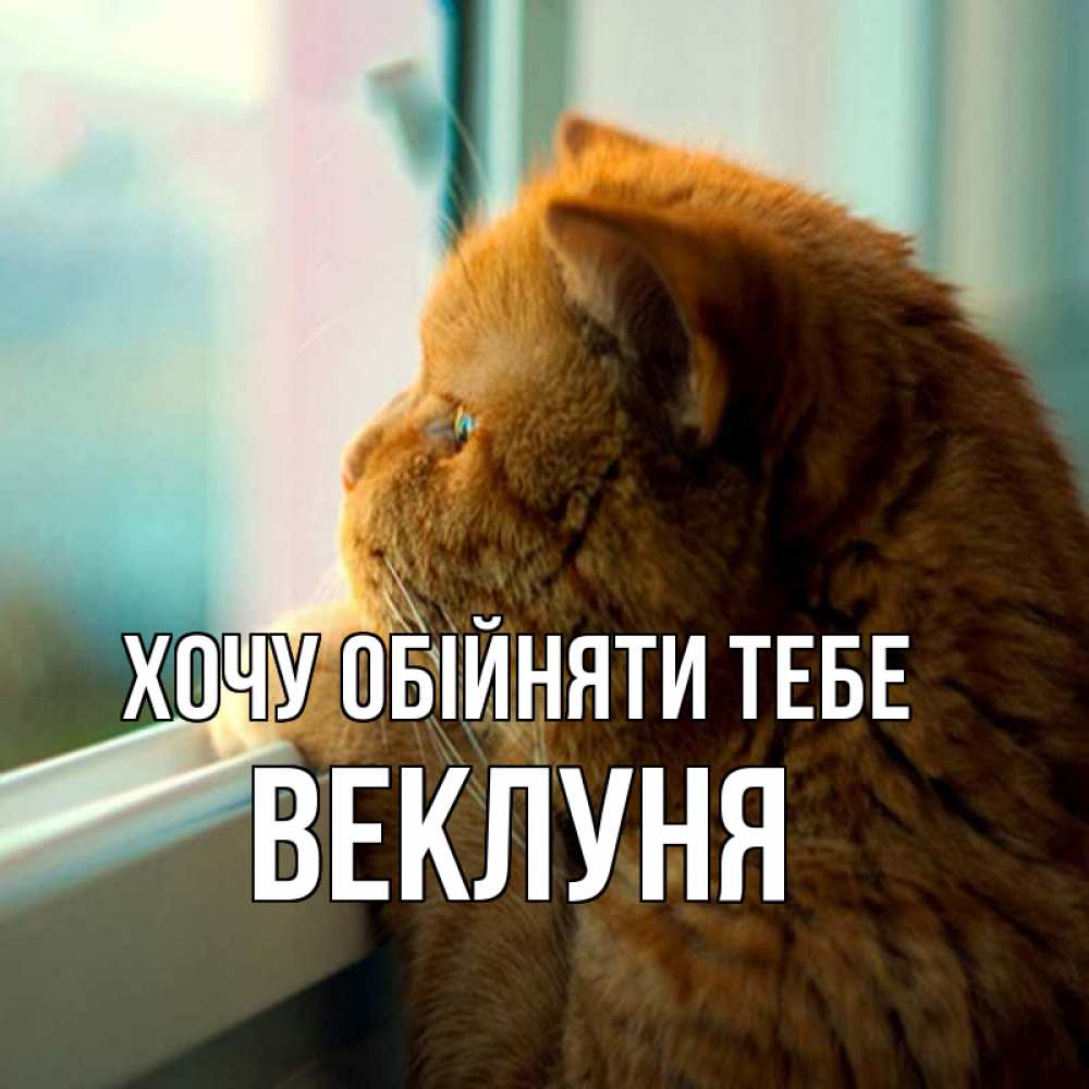 Открытка на каждый день з підписом, Веклуня Хочу обійняти тебе большой огромный рыжий котяра Прикольна листівка з побажанням онлайн скачати безкоштовно 