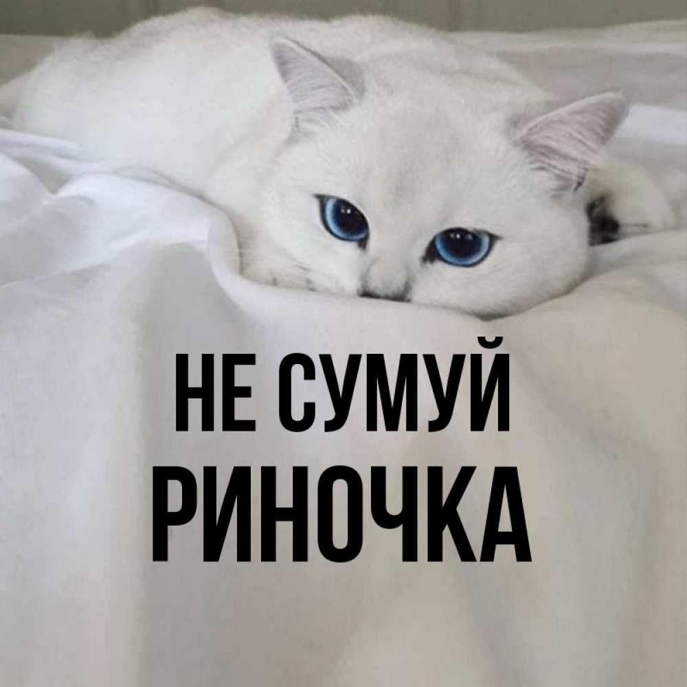 Открытка на каждый день з підписом, Риночка Не сумуй Голубоглазая кошка Прикольна листівка з побажанням онлайн скачати безкоштовно 