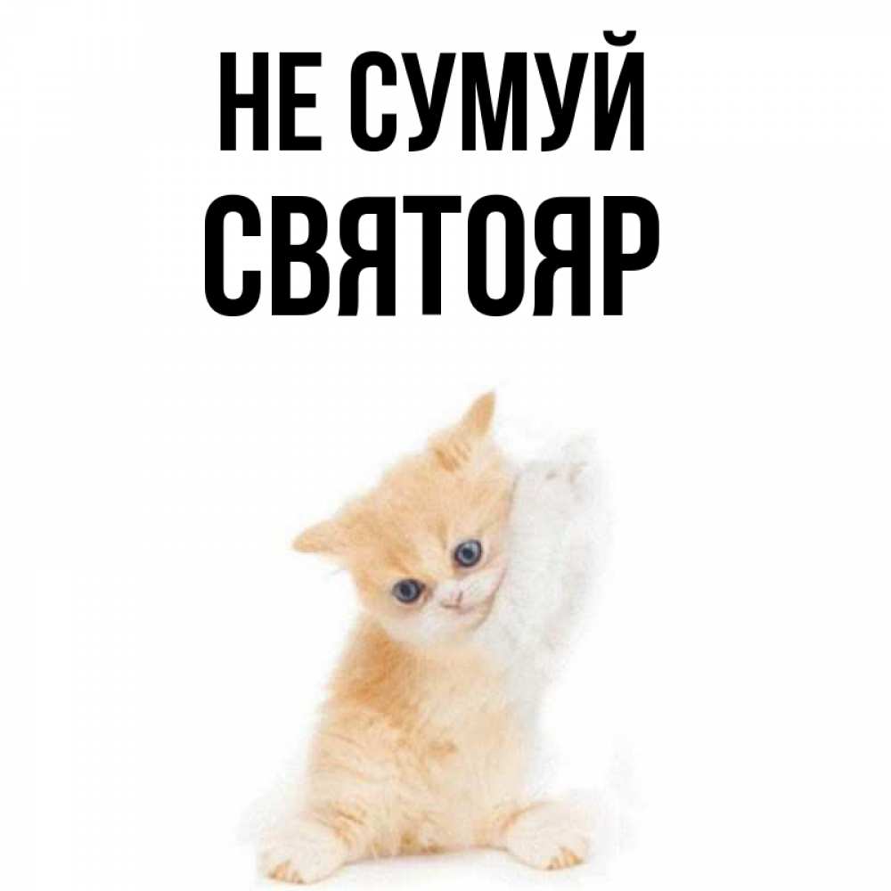 Открытка на каждый день з підписом, Святояр Не сумуй просящий кот Прикольна листівка з побажанням онлайн скачати безкоштовно 