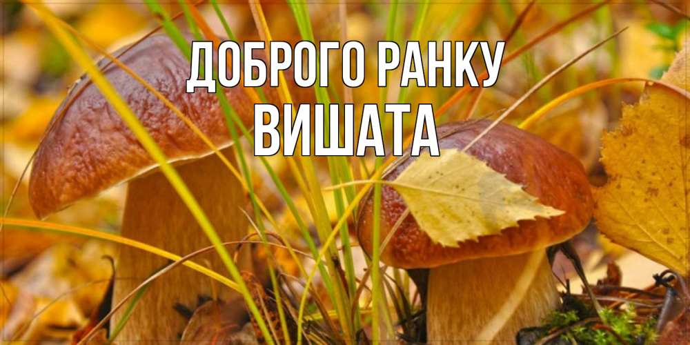 Открытка на каждый день з підписом, Вишата Доброго ранку осенние грибы Прикольна листівка з побажанням онлайн скачати безкоштовно 