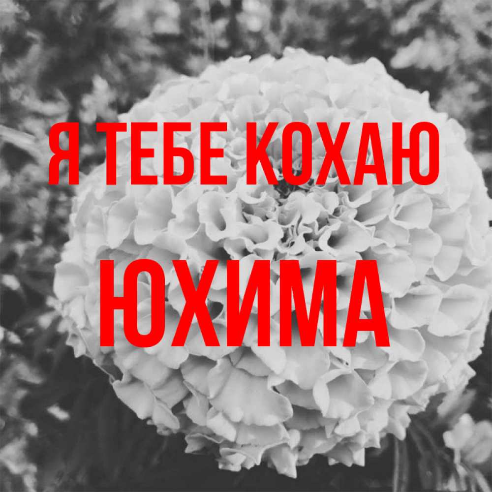 Открытка на каждый день з підписом, Юхима Я тебе кохаю подпись Прикольна листівка з побажанням онлайн скачати безкоштовно 