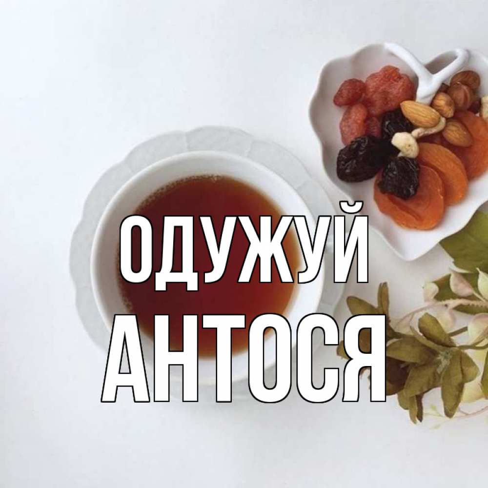 Открытка на каждый день з підписом, Антося Одужуй неизвестные растения Прикольна листівка з побажанням онлайн скачати безкоштовно 