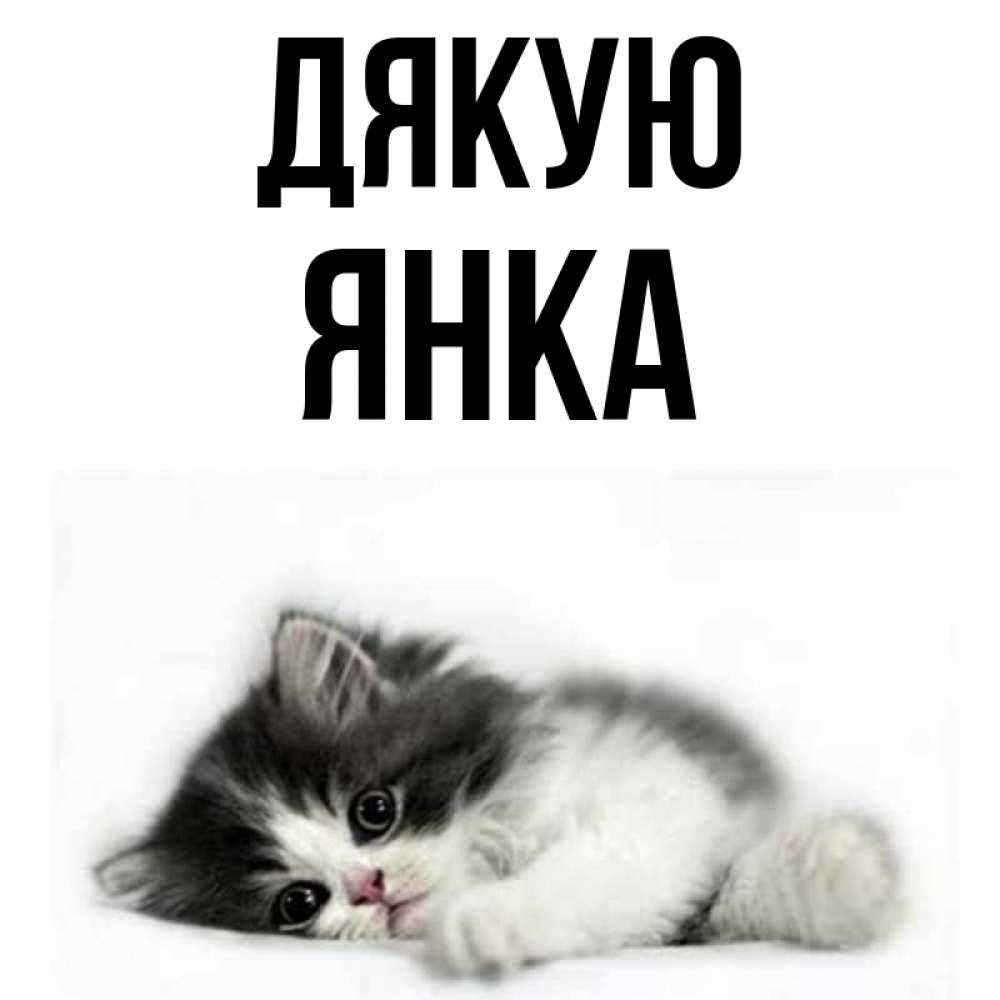 Открытка на каждый день з підписом, Янка Дякую черный и белый кот Прикольна листівка з побажанням онлайн скачати безкоштовно 