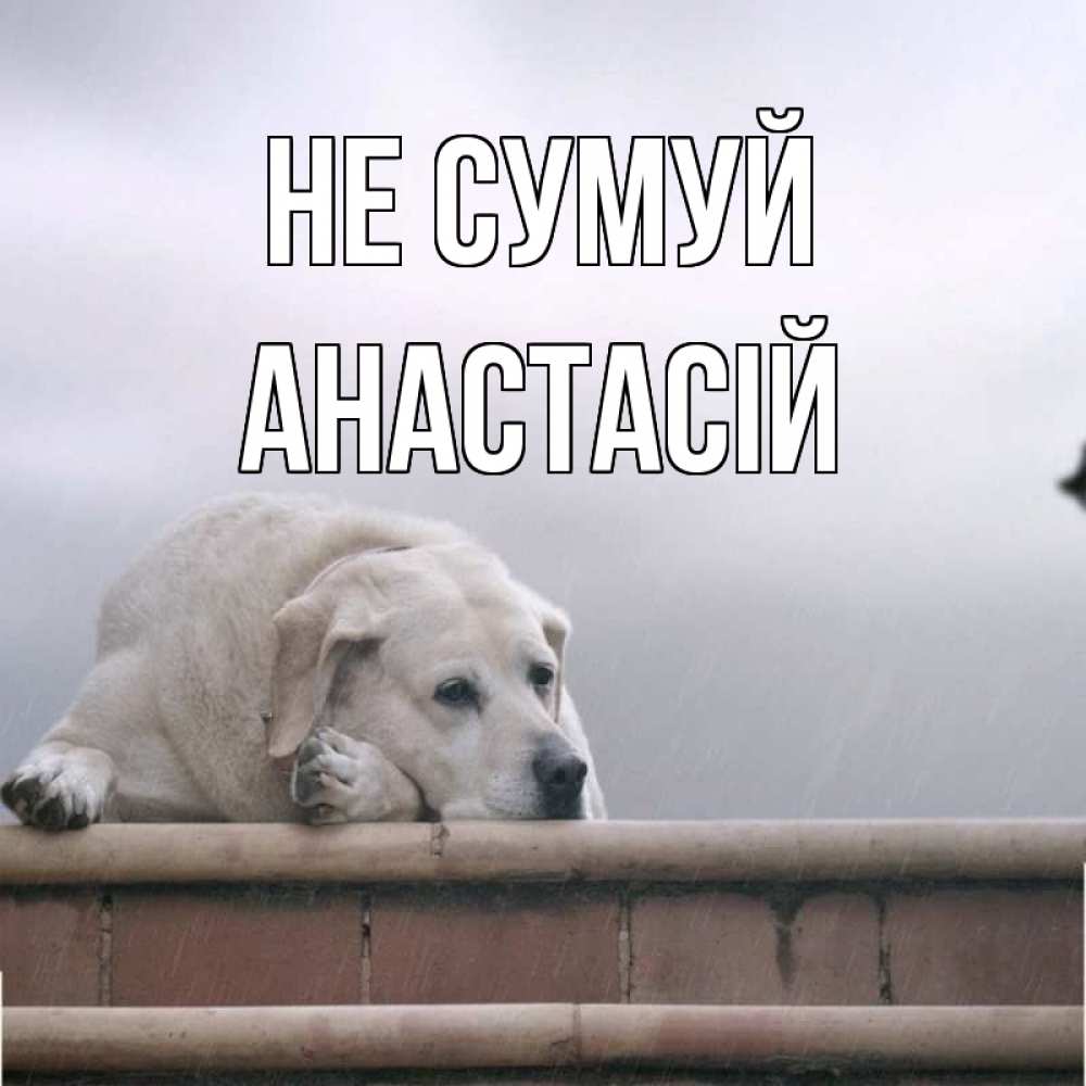 Открытка на каждый день з підписом, Анастасій Не сумуй белый пес 1 Прикольна листівка з побажанням онлайн скачати безкоштовно 