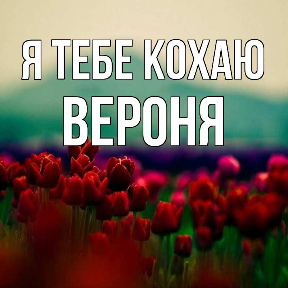 Открытка на каждый день з підписом, Вероня Я тебе кохаю тюльпаны 4 Прикольна листівка з побажанням онлайн скачати безкоштовно 