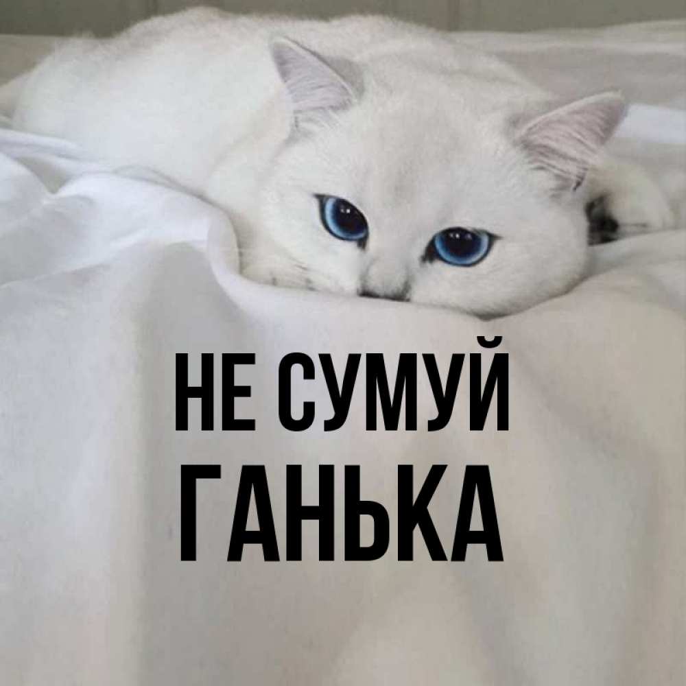 Открытка на каждый день з підписом, Ганька Не сумуй Голубоглазая кошка Прикольна листівка з побажанням онлайн скачати безкоштовно 