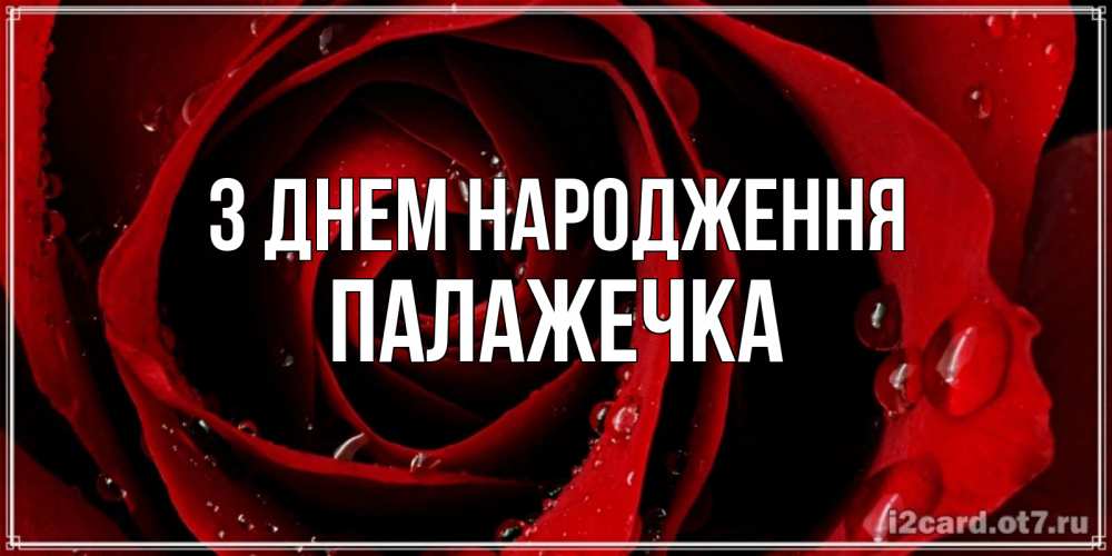 Открытка на каждый день з підписом, Палажечка З Днем народження крупная бордовая роза Прикольна листівка з побажанням онлайн скачати безкоштовно 