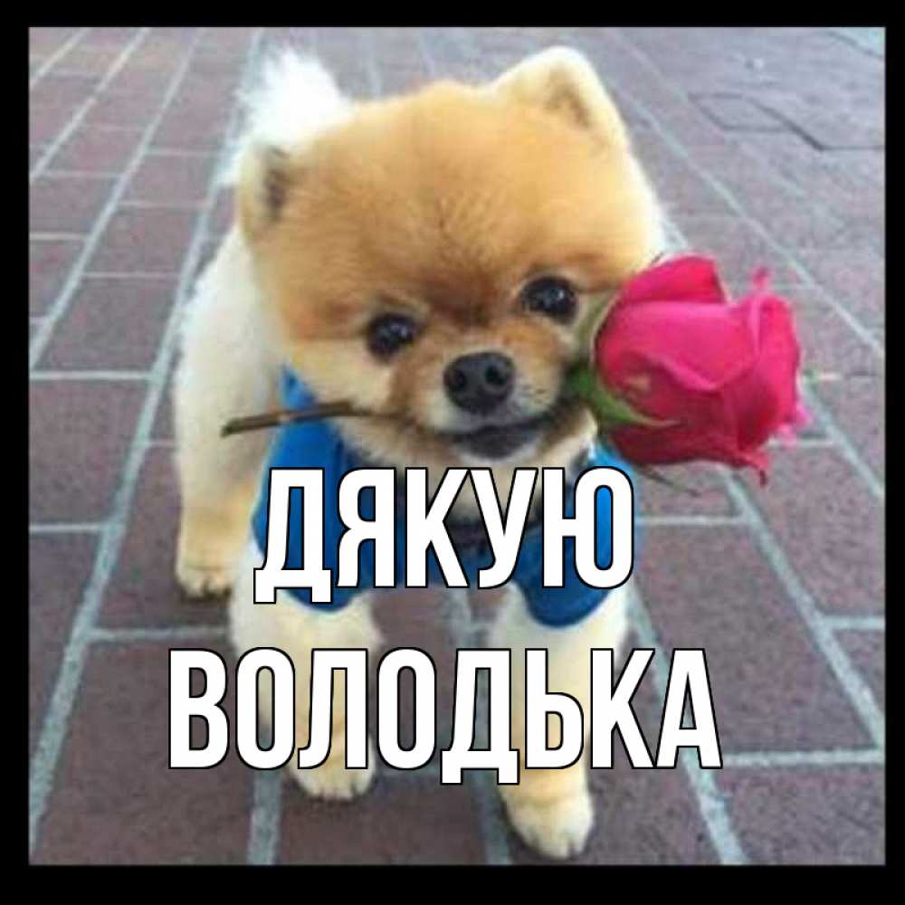 Открытка на каждый день з підписом, Володька Дякую спасибо и дарю тебе цветок Прикольна листівка з побажанням онлайн скачати безкоштовно 