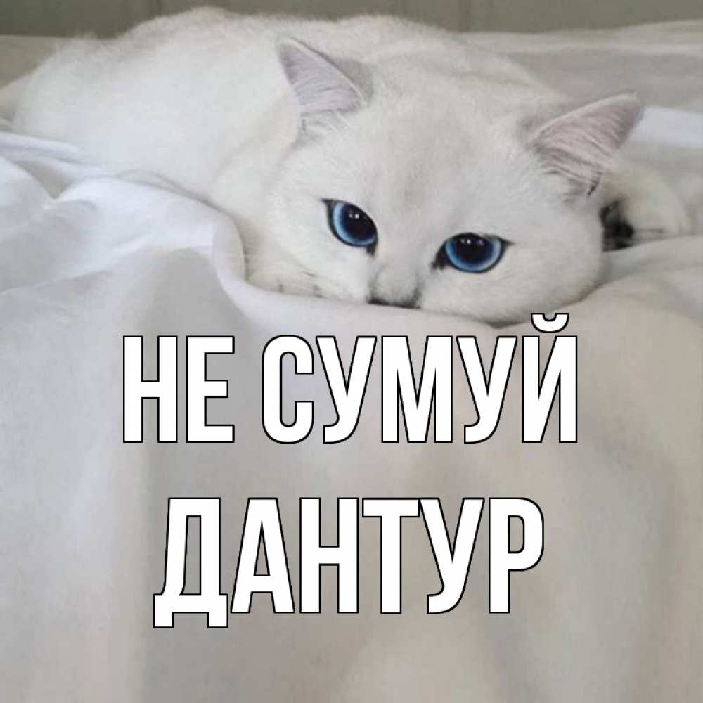 Открытка на каждый день з підписом, Дантур Не сумуй белый кот с голубыми глазами на белоснежной кровати Прикольна листівка з побажанням онлайн скачати безкоштовно 