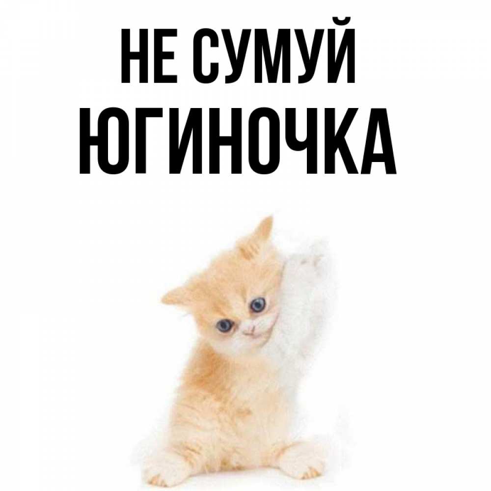Открытка на каждый день з підписом, Югиночка Не сумуй просящий кот Прикольна листівка з побажанням онлайн скачати безкоштовно 