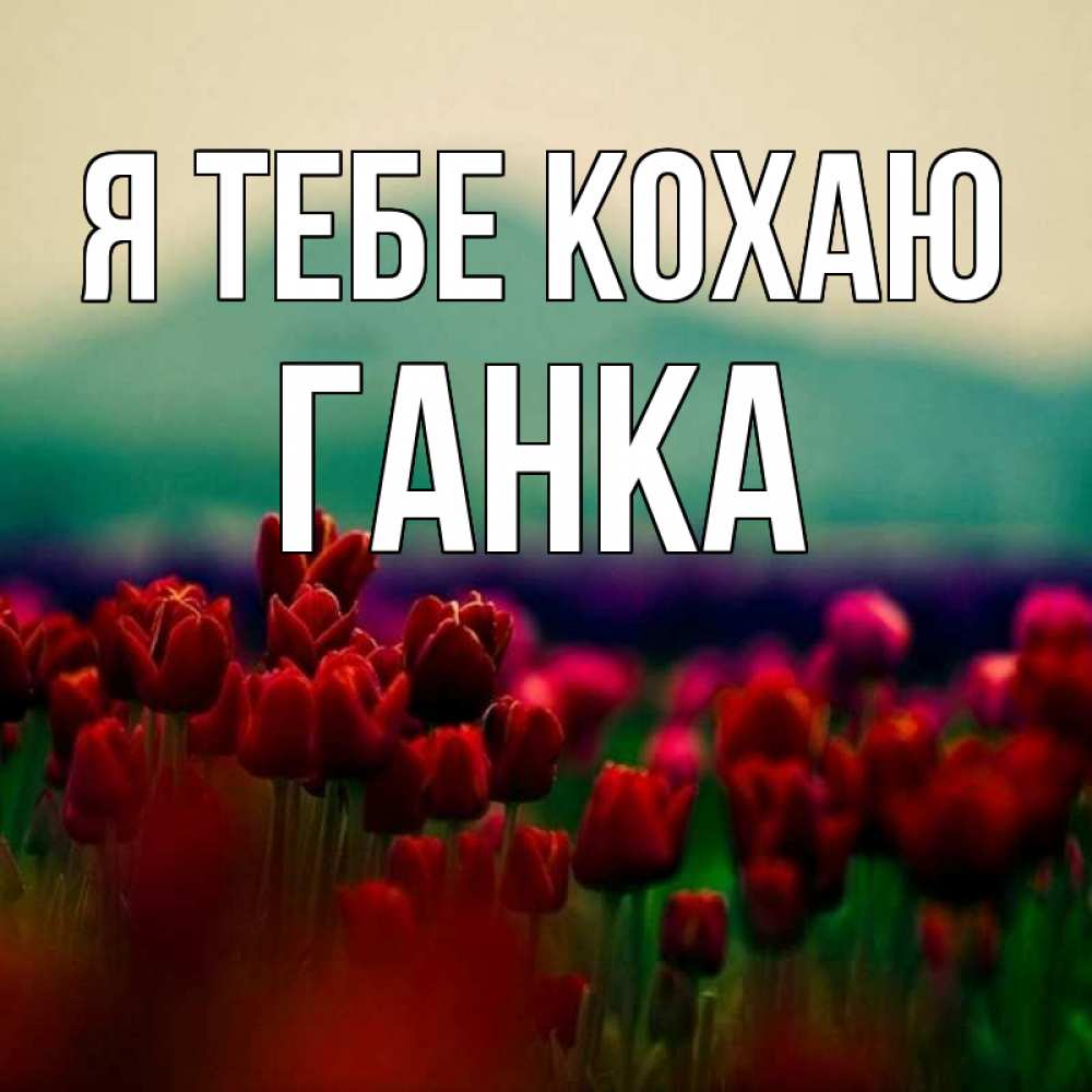 Открытка на каждый день з підписом, Ганка Я тебе кохаю тюльпаны 4 Прикольна листівка з побажанням онлайн скачати безкоштовно 