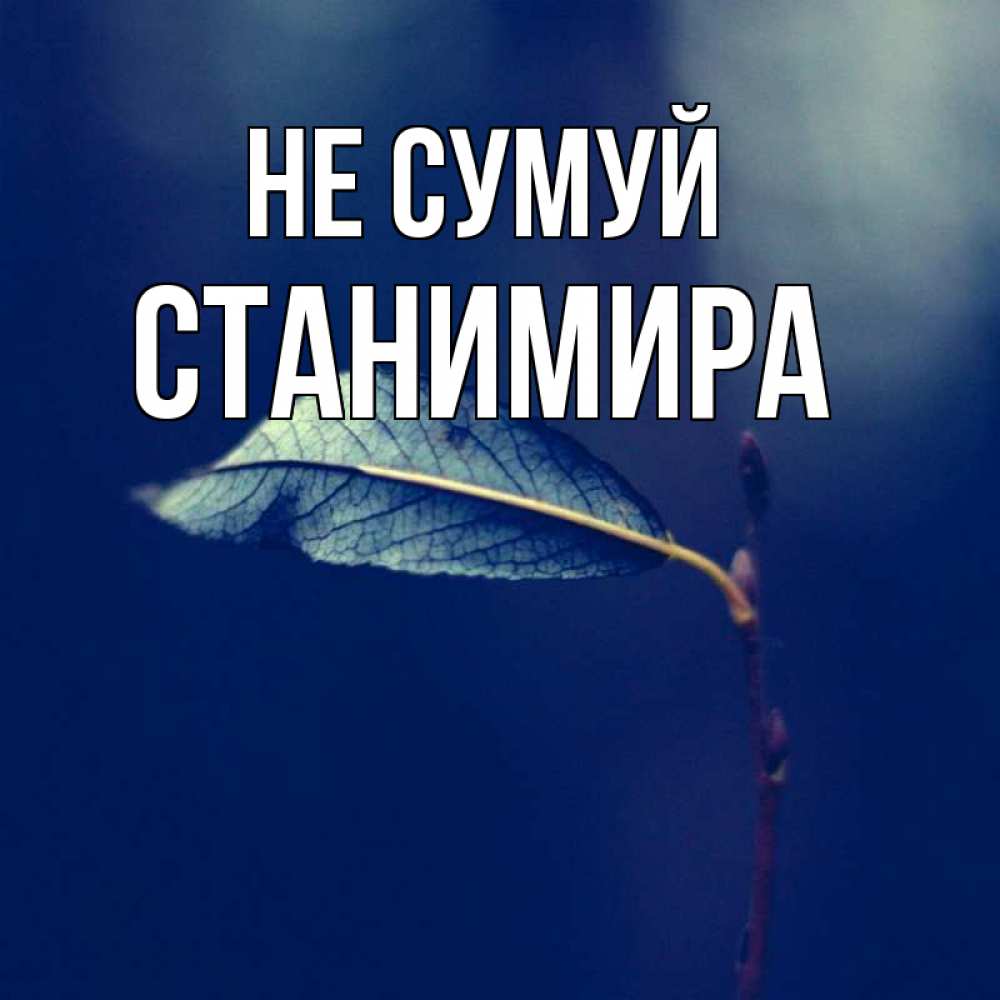 Открытка на каждый день з підписом, Станимира Не сумуй растение Прикольна листівка з побажанням онлайн скачати безкоштовно 