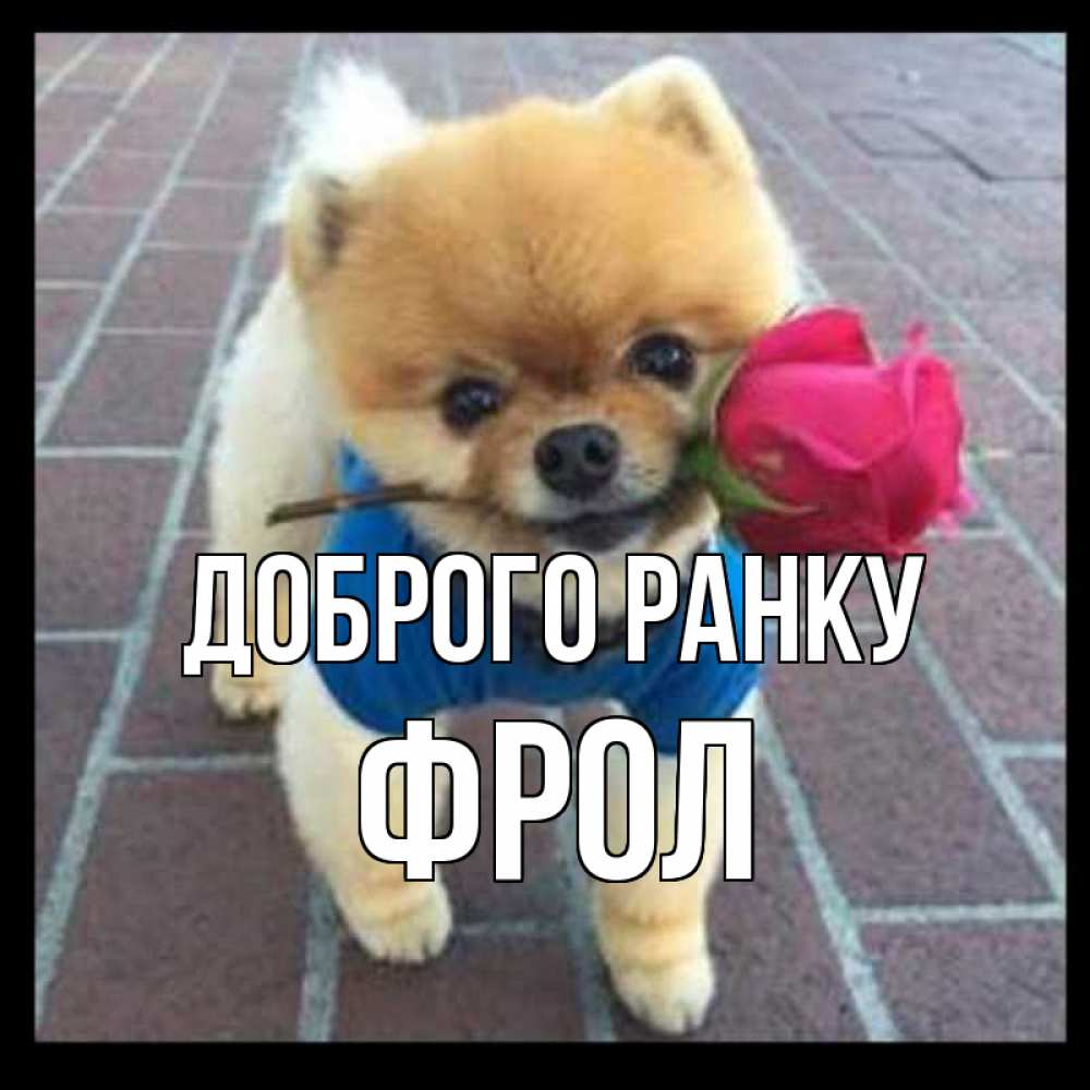 Открытка на каждый день з підписом, Фрол Доброго ранку роза в зубах Прикольна листівка з побажанням онлайн скачати безкоштовно 