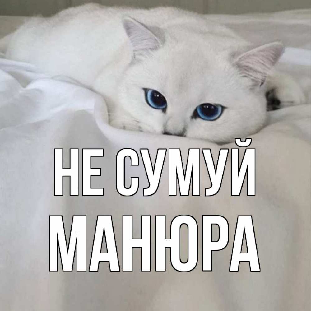 Открытка на каждый день з підписом, Манюра Не сумуй белый кот с голубыми глазами на белоснежной кровати Прикольна листівка з побажанням онлайн скачати безкоштовно 