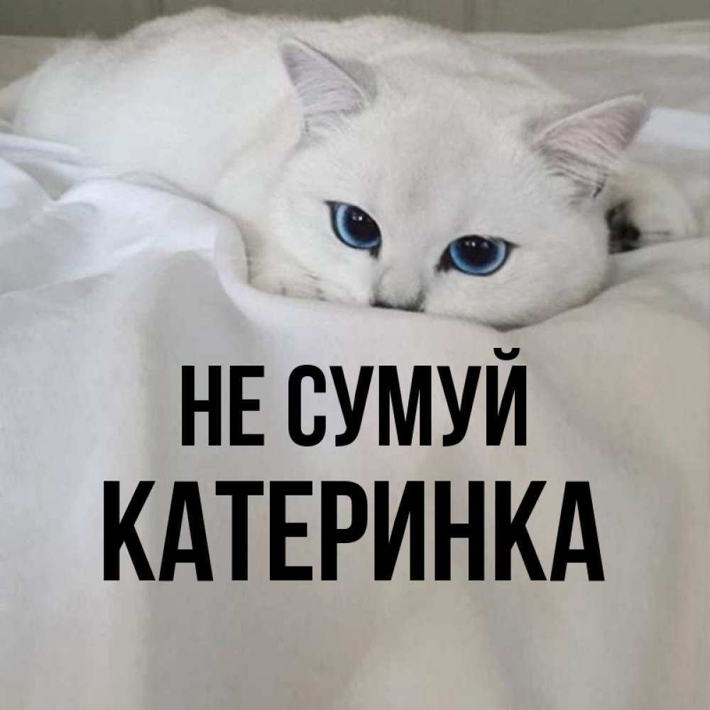Открытка на каждый день з підписом, Катеринка Не сумуй Голубоглазая кошка Прикольна листівка з побажанням онлайн скачати безкоштовно 