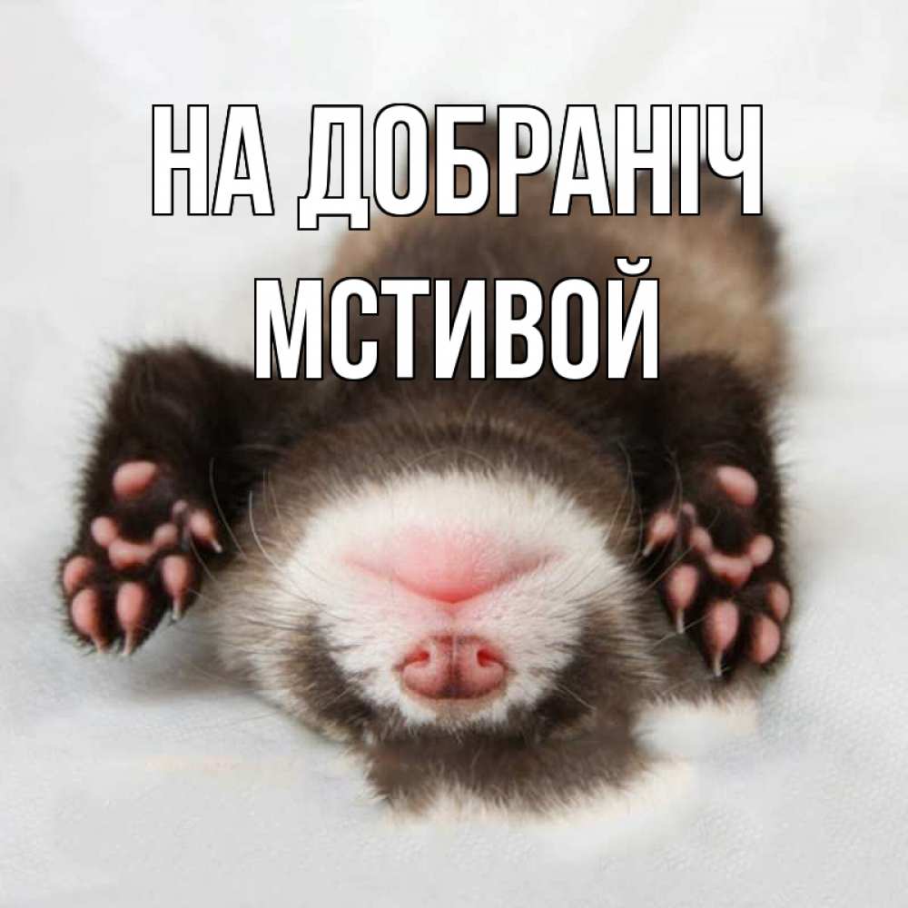 Открытка на каждый день з підписом, Мстивой На добраніч зверек Прикольна листівка з побажанням онлайн скачати безкоштовно 